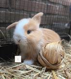 Stoer knap minilop konijntje alvast te reserveren., Meerdere dieren, Dwerg, Hangoor