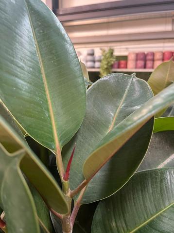 Ficus elastica – 3 steks – 60 cm hoog beschikbaar voor biedingen