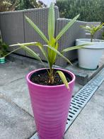 Palmboom Trachycarpus Fortunei, Ophalen of Verzenden, Bloeit niet, Overige soorten, Volle zon