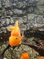 vissen te koop, Dieren en Toebehoren, Ophalen of Verzenden, Gevuld zoetwateraquarium