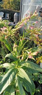 Nicotiana tabacum Tennessee burley - Tabaksplant zaden, Tuin en Terras, Ophalen of Verzenden, Voorjaar, Volle zon, Zaad