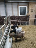 Drachtige dwerg geiten, Dieren en Toebehoren, Vrouwelijk, Geit