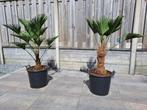 Trachycarpus wagnerianus Wagner palm winterhard tot ‐18°c, In pot, Halfschaduw, Lente, Ophalen