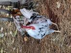 Bonte leghorn haan, Dieren en Toebehoren, Pluimvee, Mannelijk, Kip