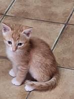 Te koop: prachtig getekend rode kittens, vrouwtjes/ mannetje, Dieren en Toebehoren, Meerdere dieren, Kortharig, 0 tot 2 jaar