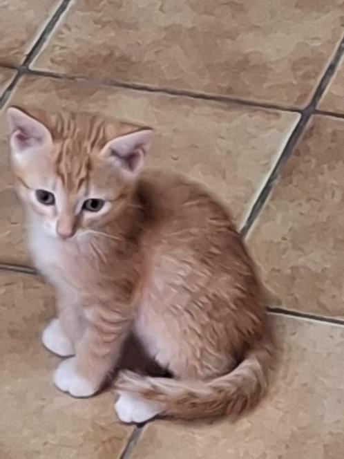 Te koop: prachtig getekend rode kittens, vrouwtjes/ mannetje, Dieren en Toebehoren, Katten en Kittens | Overige Katten, Kortharig