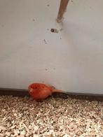 Te koop; rode kanaries, Dieren en Toebehoren, Vogels | Kanaries, Meerdere dieren, Kleurkanarie