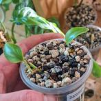 Scindapsus officinalis, Ophalen of Verzenden, Halfschaduw, Minder dan 100 cm