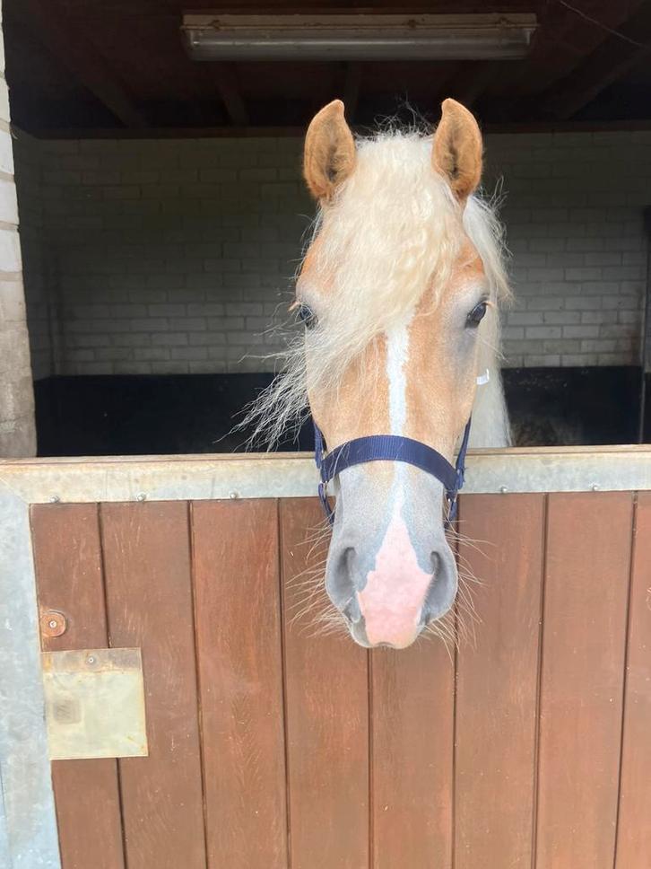 Lieve 2 jarige haflinger merrie, Dieren en Toebehoren, Paarden, Merrie, Minder dan 160 cm, 0 tot 2 jaar, Recreatiepaard, Met stamboom