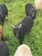 Ouessant ram, Dieren en Toebehoren, Mannelijk, Schaap, 0 tot 2 jaar