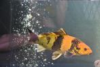 koi / hi-utsuri, Dieren en Toebehoren, Vissen | Vijvervissen, Karper of Koi