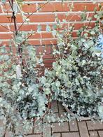 Eucalyptus 125cm hoog: €39,50, Tuin en Terras, Planten | Bomen, 100 tot 250 cm, Olijfboom, Zomer, Ophalen