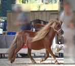 Shetlandmerrie en hengstveulen te koop, Dieren en Toebehoren, Paarden, Merrie, Minder dan 160 cm, Zadelmak, 7 tot 10 jaar