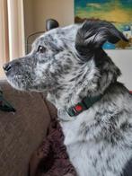 Santi - een vrolijke, ietwat eigenwijze Corgi-kruising, Particulier, Rabiës (hondsdolheid), Buitenland, Teef