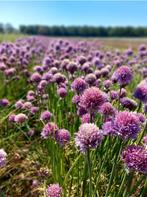 Bieslook - 1+1 gratis, Ophalen of Verzenden, Voorjaar, Volle zon, Zaad