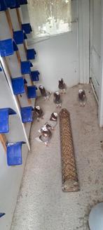Te koop sierduiven Oudhollands kapucijnen duiven, Dieren en Toebehoren, Vogels | Duiven, Meerdere dieren, Overige soorten
