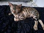 Prachtige Bengaal kitten te koop, Dieren en Toebehoren, Poes