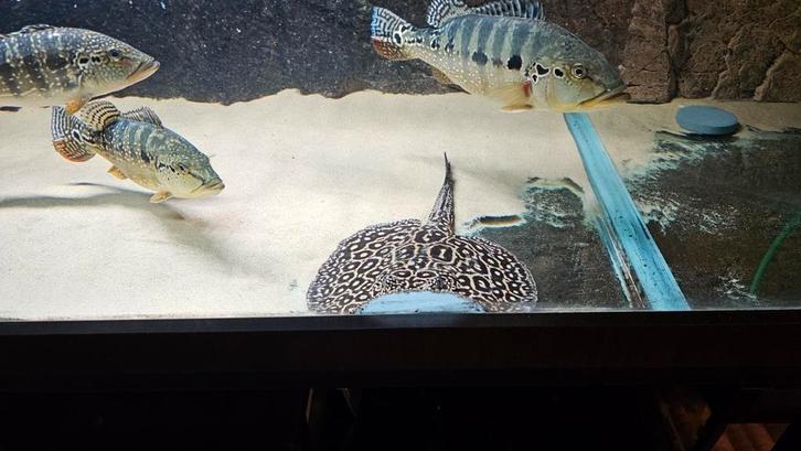 Pearl vrouw rond de 30cm disk, Dieren en Toebehoren, Vissen | Aquariumvissen, Vis