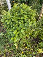 5 stuks hortensias, Tuin en Terras, Ophalen, Rhododendron