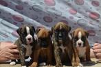 Duitse boxer raszuivere puppy's, Dieren en Toebehoren, Particulier, Rabiës (hondsdolheid), Overige rassen, 8 tot 15 weken