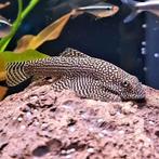 Sewellia sp. spotted, Dieren en Toebehoren, Vissen | Aquariumvissen, Vis