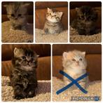 Britse kort en langharige kittens., Dieren en Toebehoren, Katten en Kittens | Raskatten | Langhaar, Meerdere dieren, Ontwormd