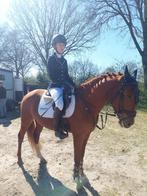 Stoere 4 jarige D pony, Dieren en Toebehoren, Gechipt, B, Ruin, Springpony