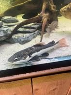 Roodstaart meerval, Dieren en Toebehoren, Vissen | Aquariumvissen, Vis, Zoetwatervis