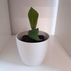 Bananenplant, Huis en Inrichting, Kamerplanten, Groene kamerplant, Ophalen of Verzenden, Volle zon, Minder dan 100 cm