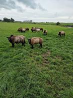 Blauwe stamboek texelaar dekrammen, Dieren en Toebehoren, Schapen, Geiten en Varkens, Mannelijk, Schaap