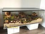 Goudhamster terrarium met schuifruiten - Hamsterkooi kopen, Minder dan 60 cm, Nieuw, Ophalen of Verzenden, Hok