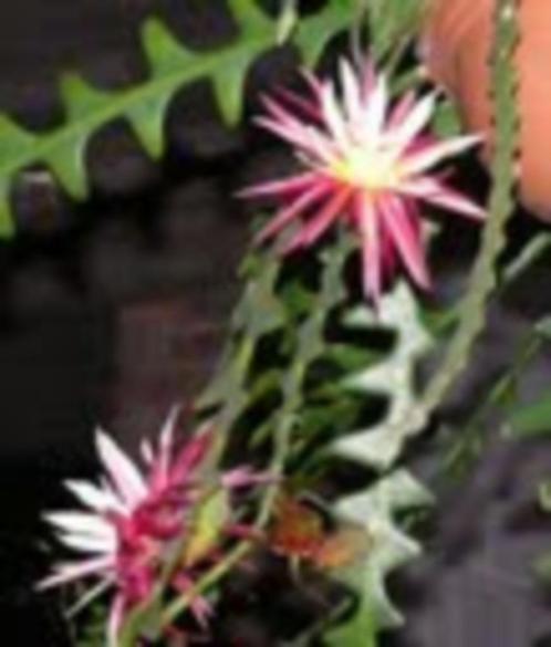 epiphyllum cactus seleni sereus anthonyanus gewort stekken, Huis en Inrichting, Kamerplanten, Cactus, Minder dan 100 cm, Bloeiende kamerplant
