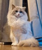 Dekkater ragdoll bue bicolor Baloe, 0 tot 2 jaar