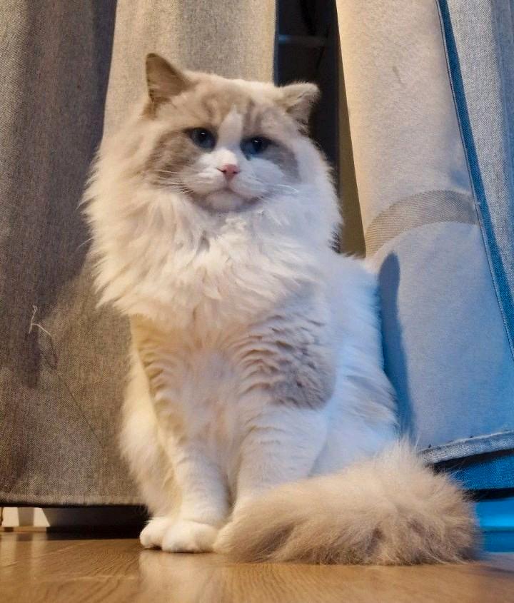 Dekkater ragdoll bue bicolor Baloe, Dieren en Toebehoren, Katten en Kittens | Dekkaters, 0 tot 2 jaar