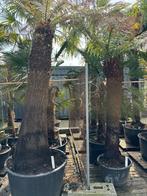 Dicksonia Antarctica, Ophalen, In pot, Volle zon, Overige soorten
