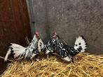 Prachtig trio wit/zwart geloverd Hollandse hoenders, Dieren en Toebehoren, Pluimvee, Meerdere dieren, Kip