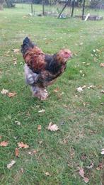 Jonge brahma haan, Dieren en Toebehoren, Pluimvee, Mannelijk, Kip