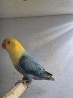 Jonge fischerie dubbel violet yellow face opaline agapornis., Dieren en Toebehoren, Geslacht onbekend, Dwergpapegaai of Agapornis