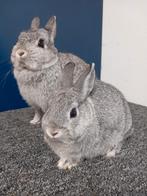 Te koop 2 Kleurdwergen chinchilla voedsters, Dieren en Toebehoren, Vrouwelijk, Dwerg, 0 tot 2 jaar