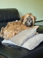 Mooie Lhasa-apso pups met stamboom, Dieren en Toebehoren, CDV (hondenziekte), 8 tot 15 weken, Meerdere, Nederland