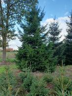 kerstbomen picea abies 500/600 cm, Tuin en Terras, Planten | Bomen, Ophalen, Volle zon, Overige soorten, 400 cm of meer