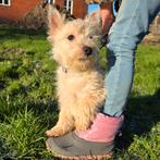 Deze mooie lieve jongen zoekt nog een nieuwe thuis., Reu, CDV (hondenziekte), Eén hond, Nederland