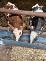 Luxe vaars en stier 75% dikbil, Dieren en Toebehoren, Runderen, Vrouwelijk