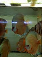 Discusvissen blu diamond, Dieren en Toebehoren, Vissen | Aquaria en Toebehoren, Ophalen of Verzenden, Plant(en), Steen of Hout