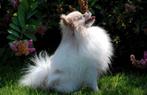 Pomeriaan dekreu (dwergkees) Merle, met dek garantie, Dieren en Toebehoren, Honden | Dekreuen, Particulier, Rabiës (hondsdolheid)