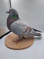 Reccive opaal geband kleurpostduif doffer, Dieren en Toebehoren, Vogels | Duiven, Mannelijk, Postduif