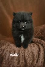 Super mooie pomeriaan cq dwergkees pups, Dieren en Toebehoren, Honden | Chihuahua's en Gezelschapshonden, Overige rassen, 8 tot 15 weken