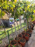 Vijgenboom 'Hicurra' in pot, Bloeit niet, 100 tot 250 cm, Volle zon, In pot