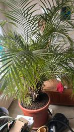 Palm boom, Tuin en Terras, Ophalen