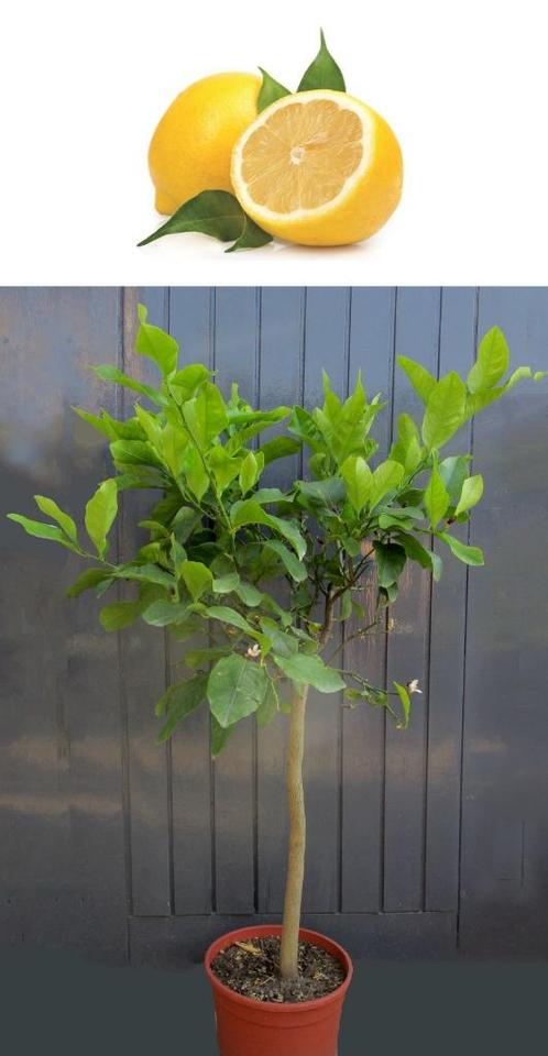 Citroen Op Stam-Citrus Limon-Vruchtdragend-135 cm Hoog, Tuin en Terras, Planten | Fruitbomen, Citroenboom, 100 tot 250 cm, Volle zon